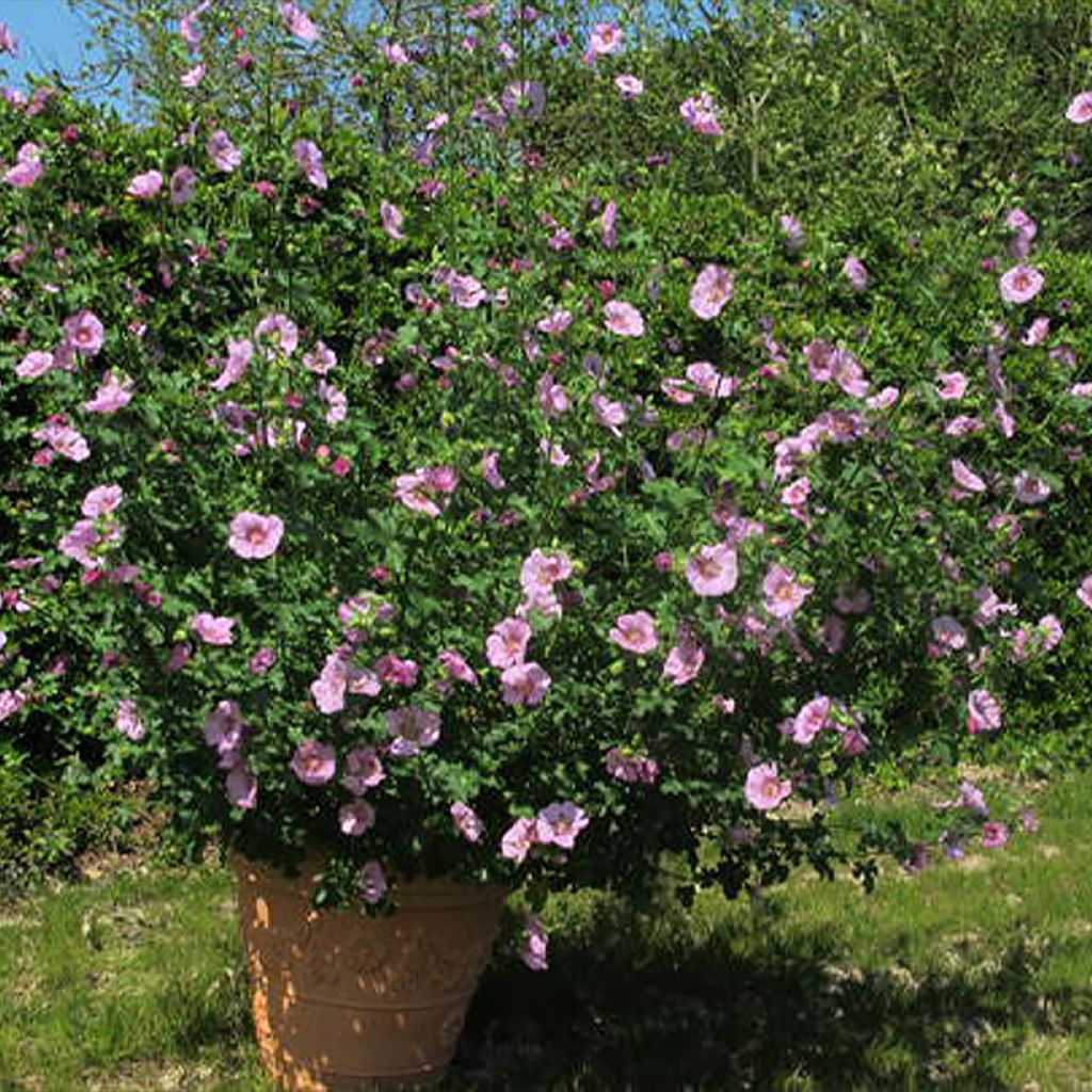 Huonemalva Cristal