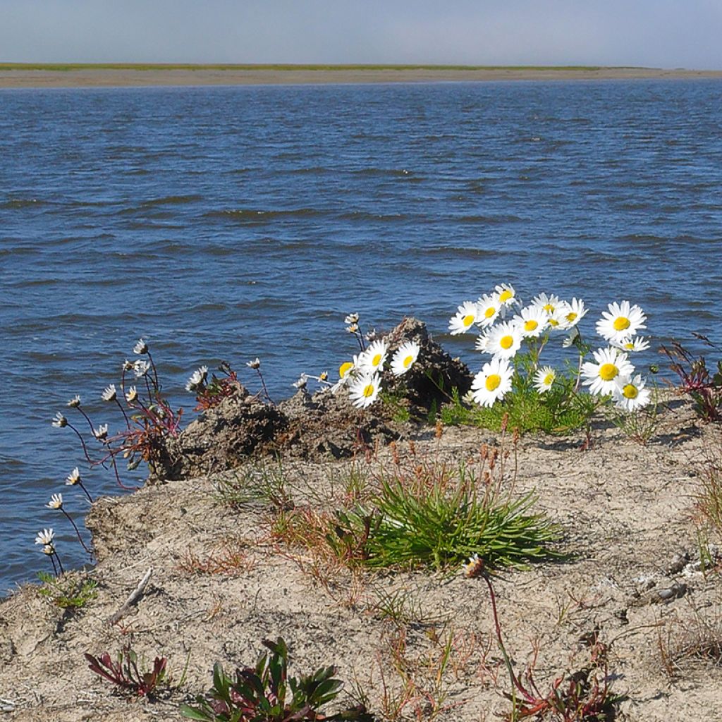 Jäämerenkakkara - Arctanthemum arcticum