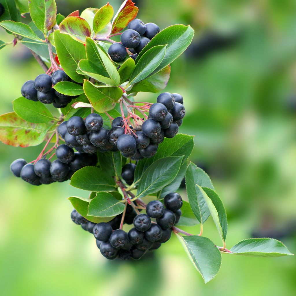 Koristearonia Lowberry
