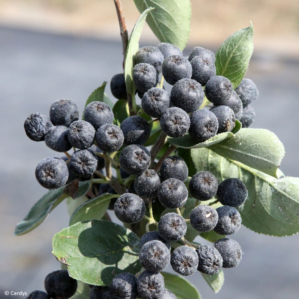 Koristearonia Rubina