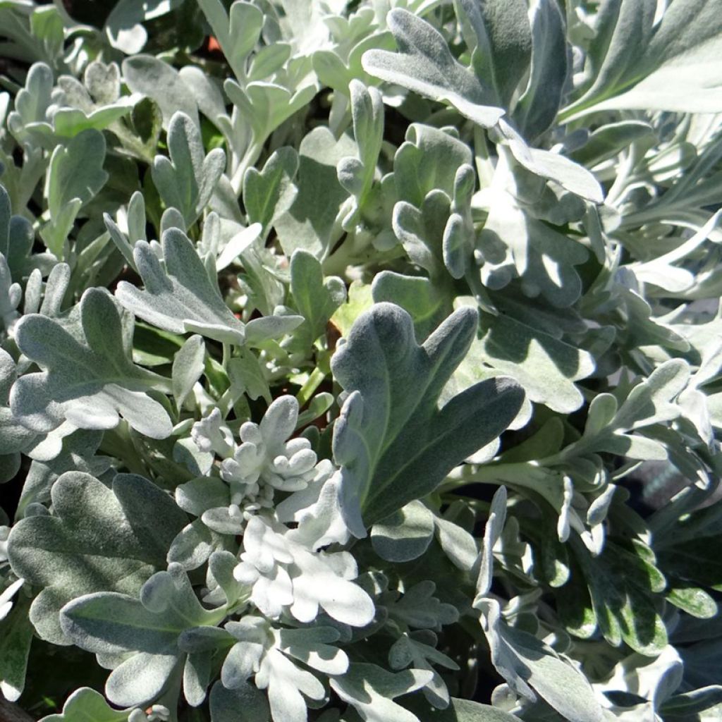 Hiekkamaruna Mori's Strain