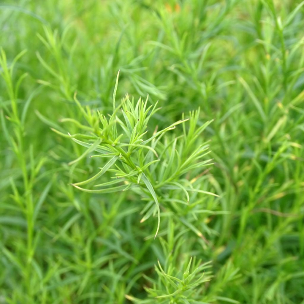 Kanerva-asteri Monte Cassino