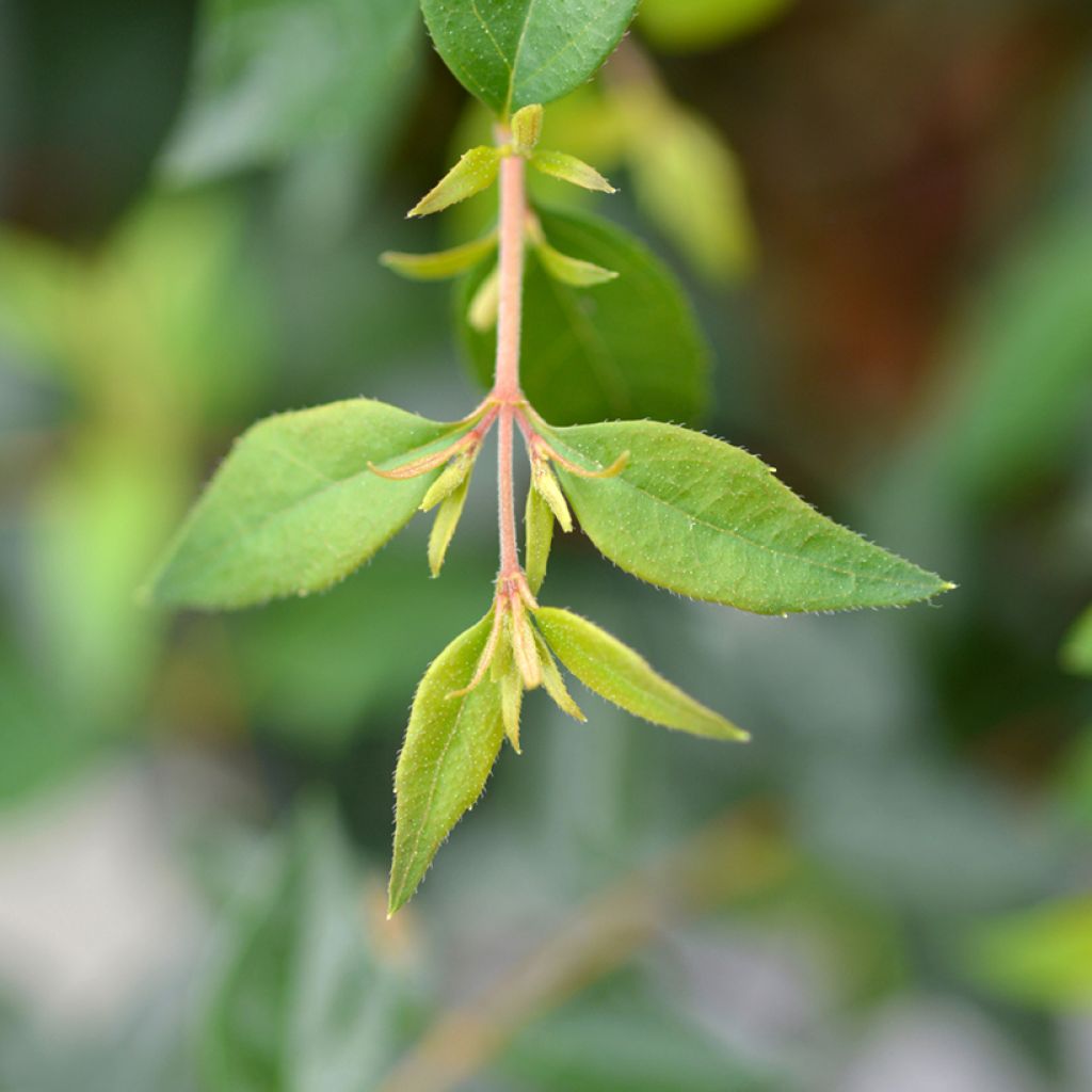Abelia grandiflora Edward Goucher