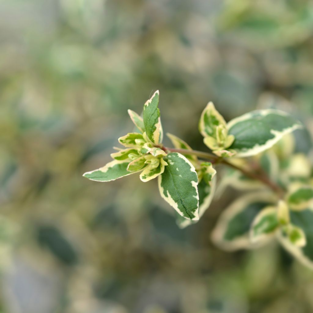 Abelia grandiflora Magic Daydream