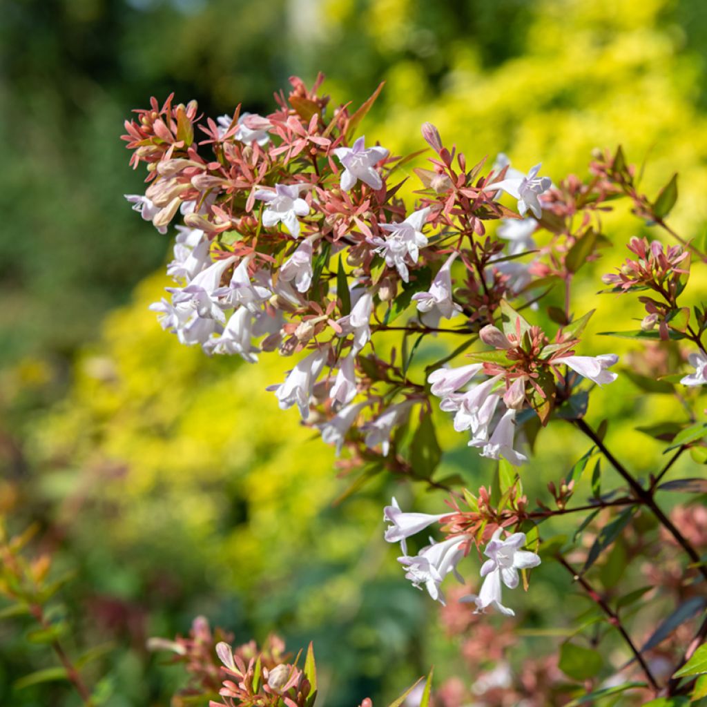 Abelia chinensis