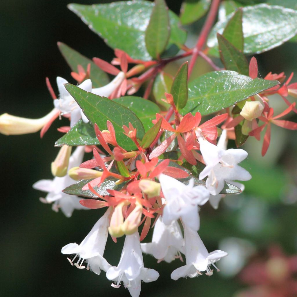 Abelia x grandiflora