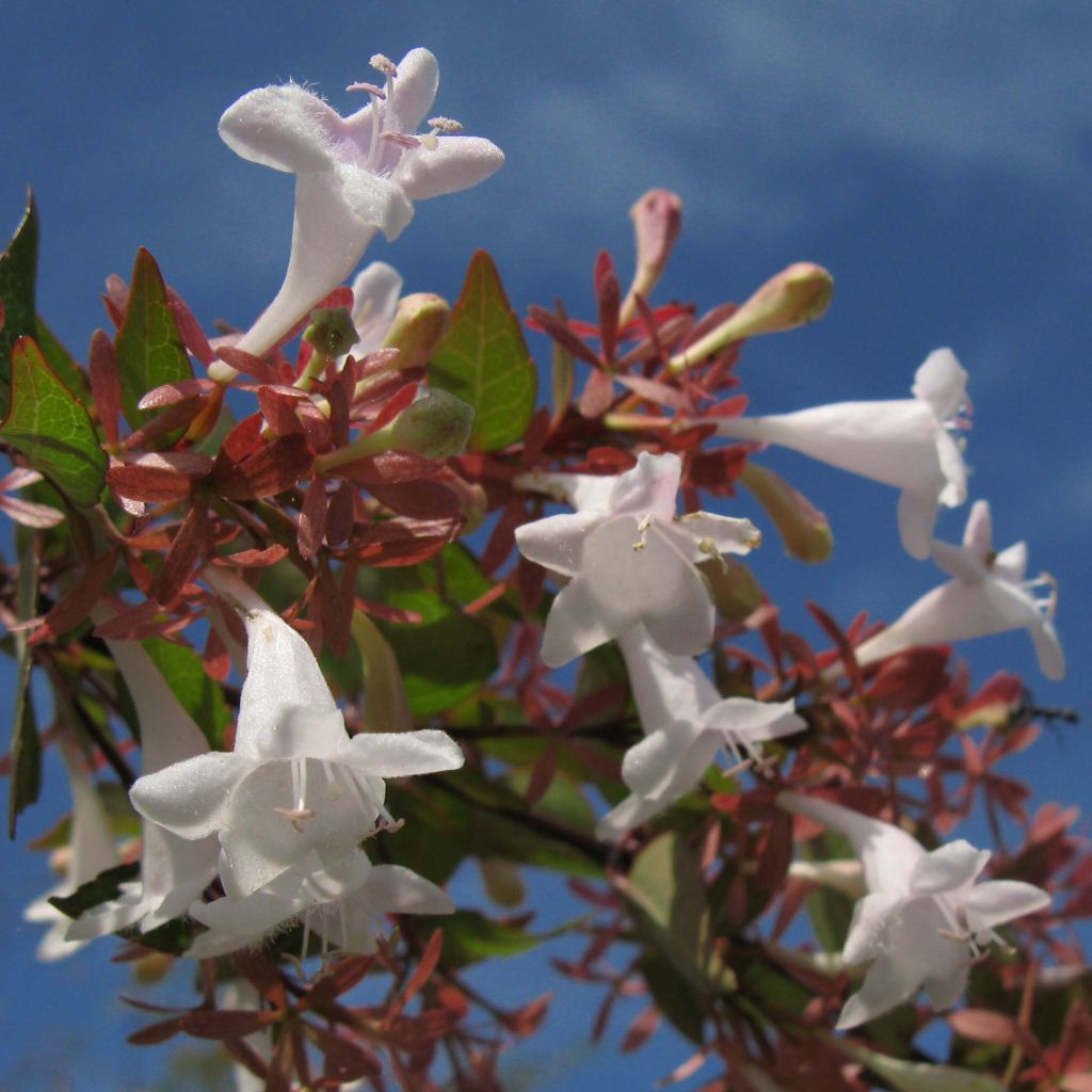 Abelia x grandiflora