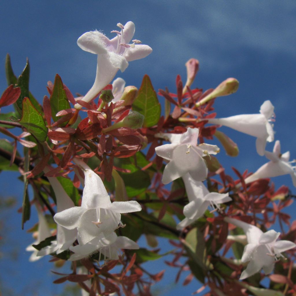 Abelia x grandiflora