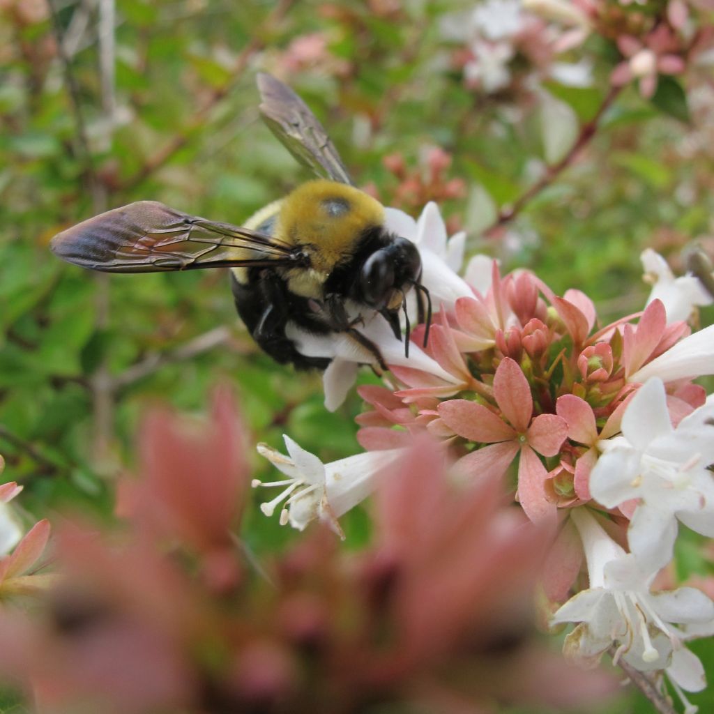 Abelia x grandiflora