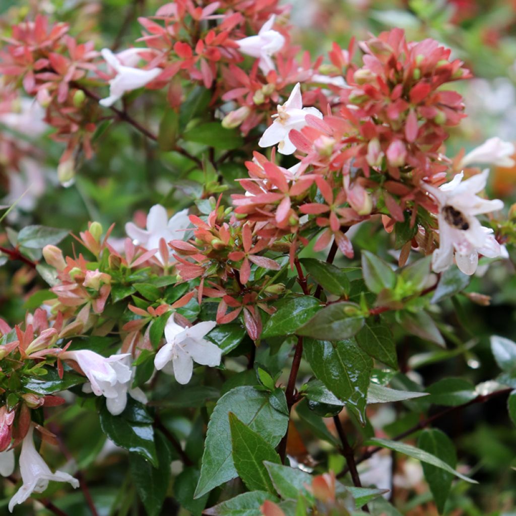 Abelia x grandiflora