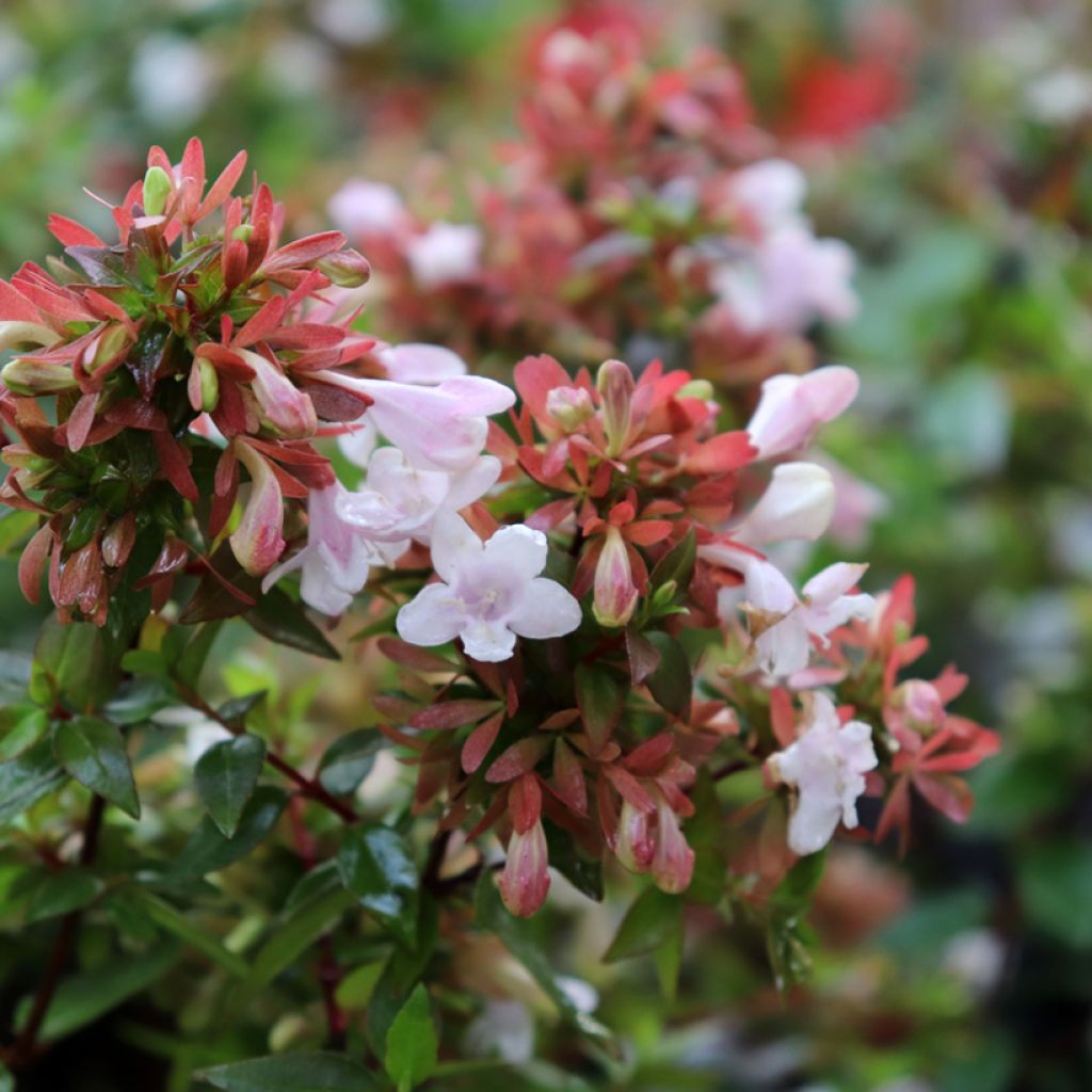 Abelia x grandiflora