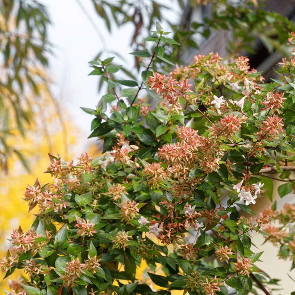 Abelia x grandiflora