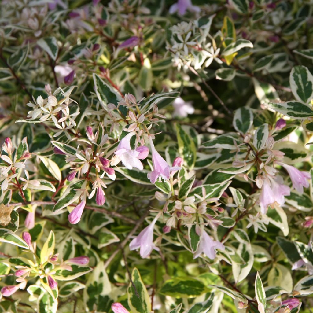 Abelia grandiflora Hopley's