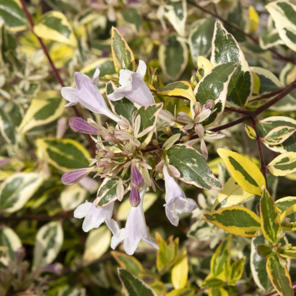 Abelia grandiflora Radiance
