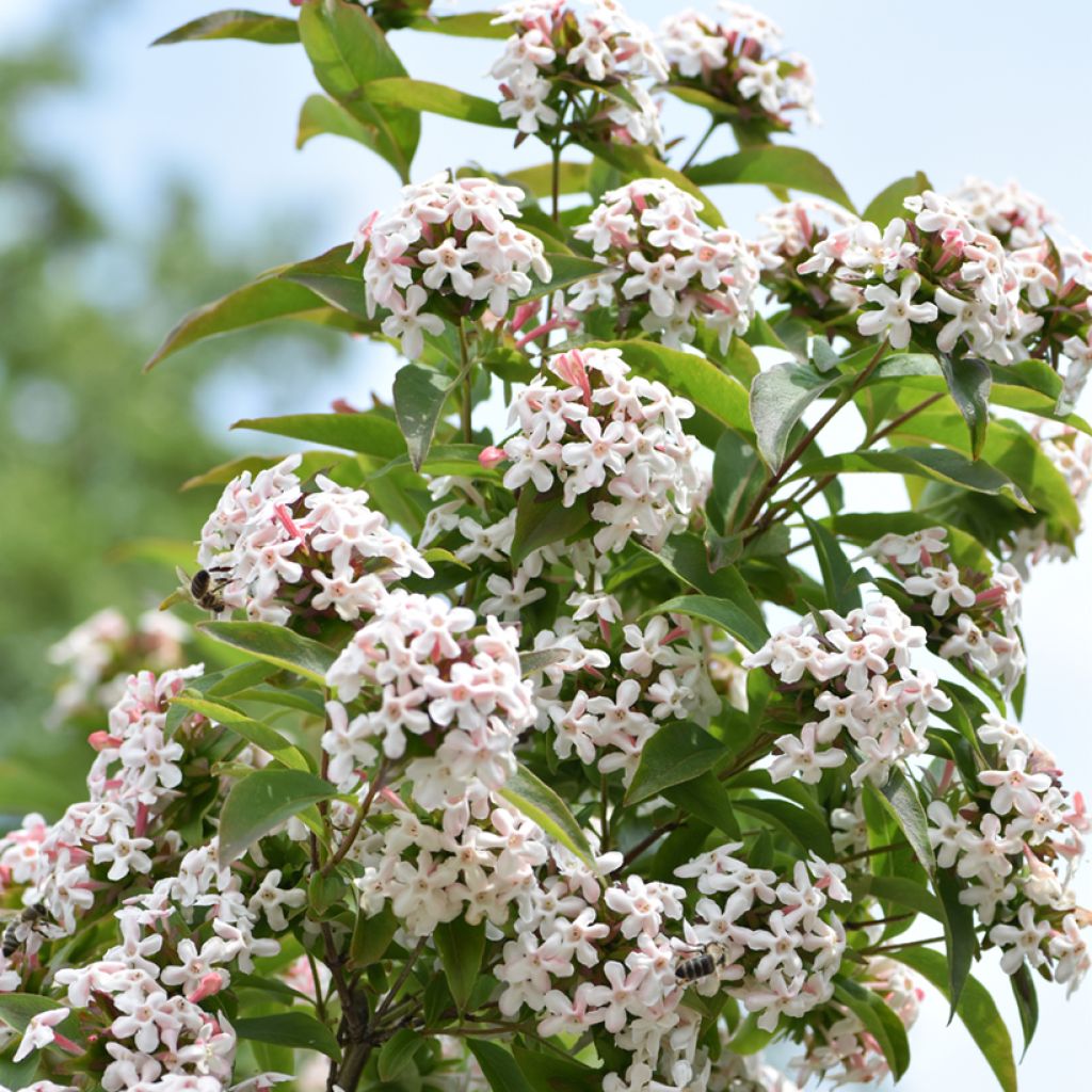 Tuoksuabelia Monia