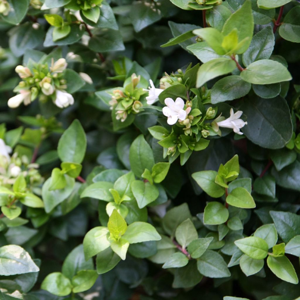 Abelia zanderi Little Richard Jnov