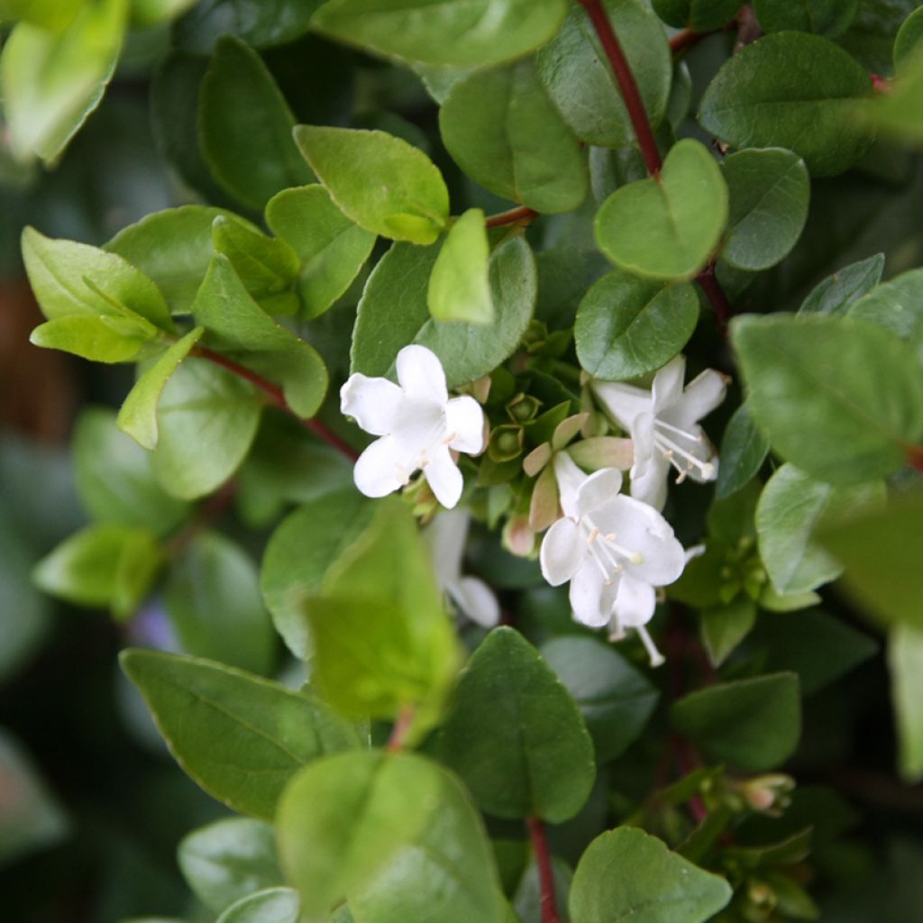 Abelia zanderi Little Richard Jnov