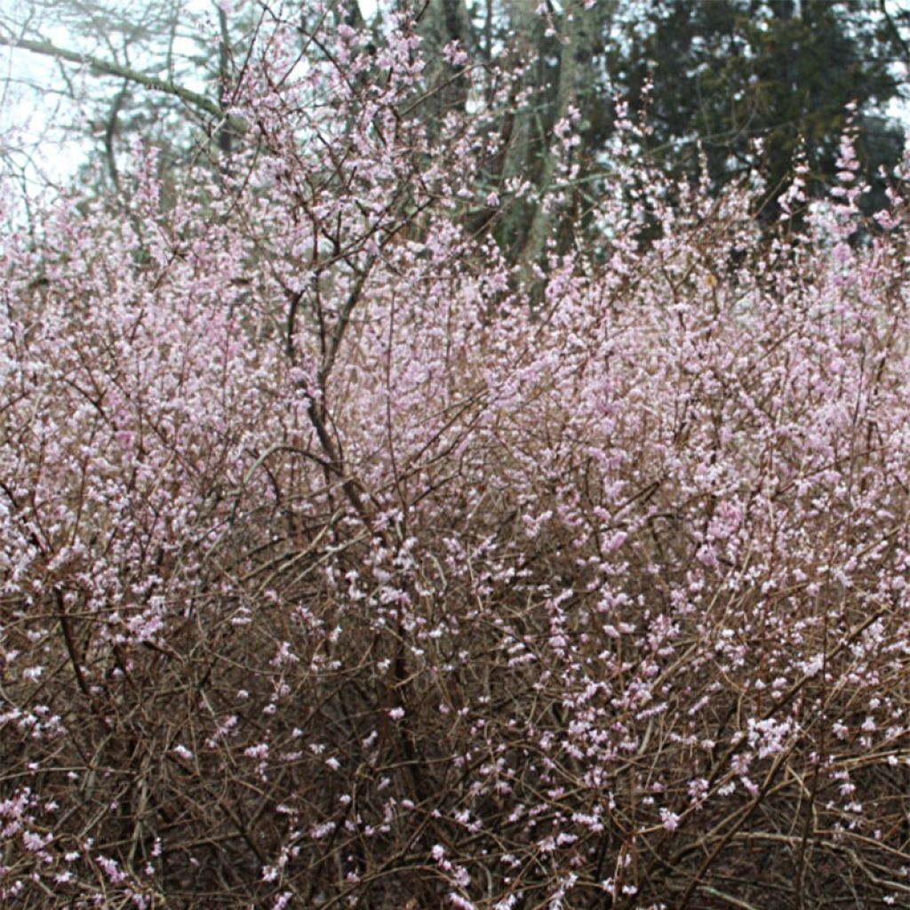 Vitipensas Roseum