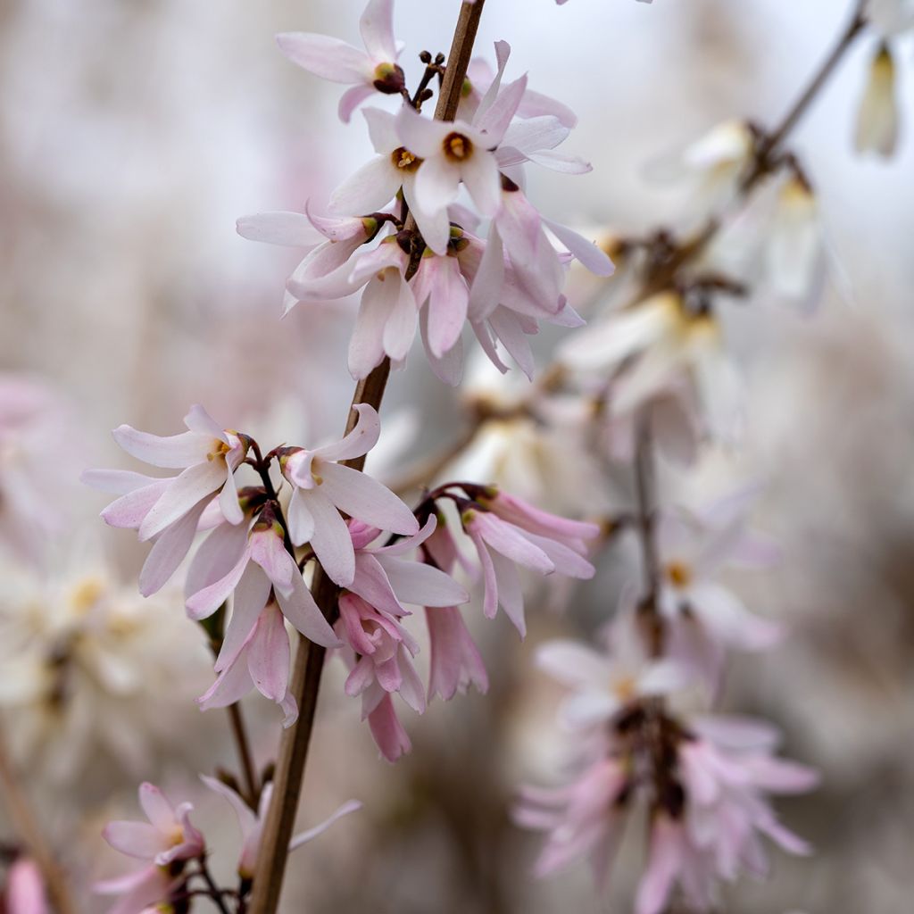 Vitipensas Roseum