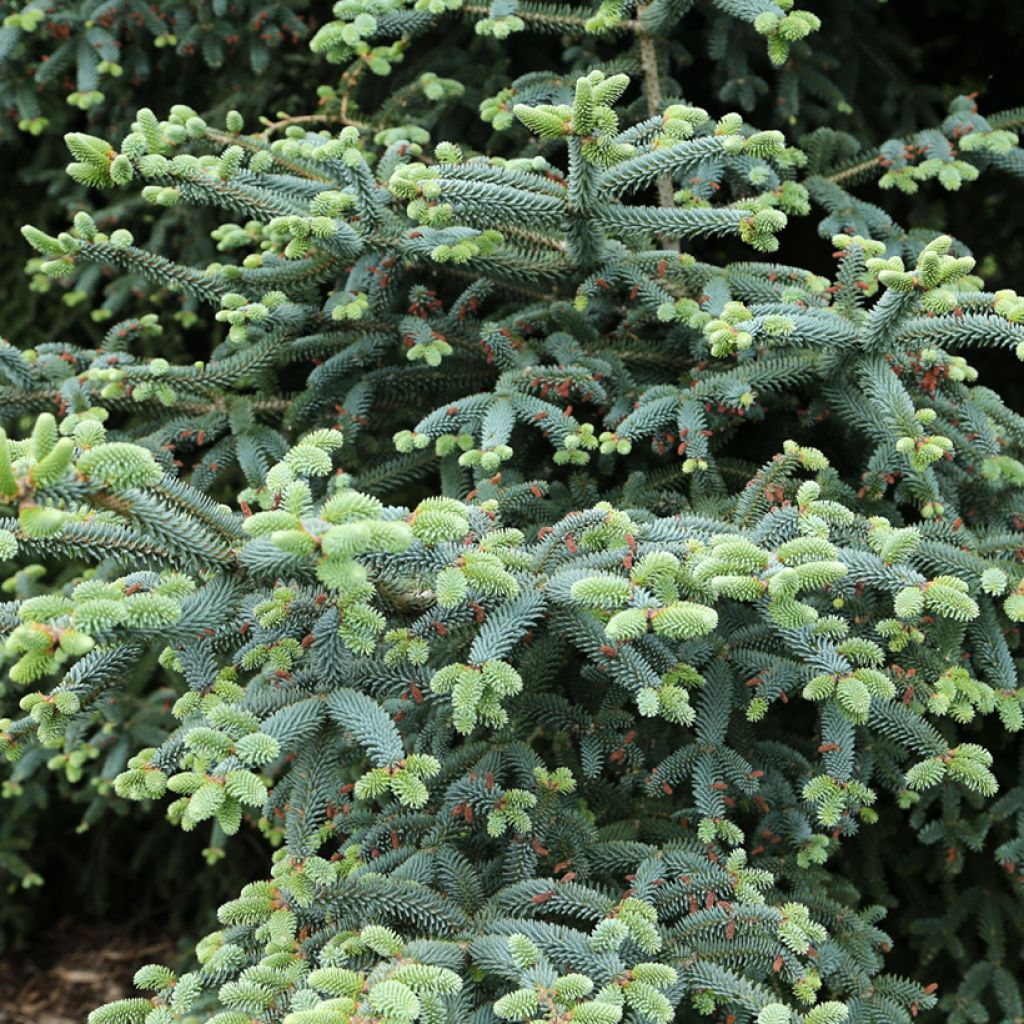 Espanjanpihta Glauca