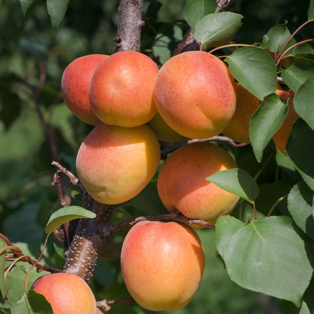 Aprikoosi Harcot