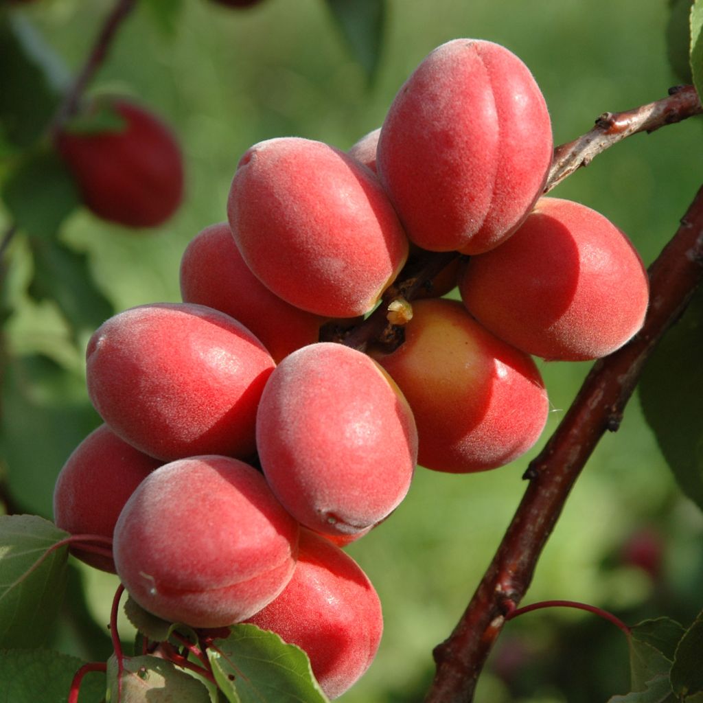 Aprikoosi Sunrosso