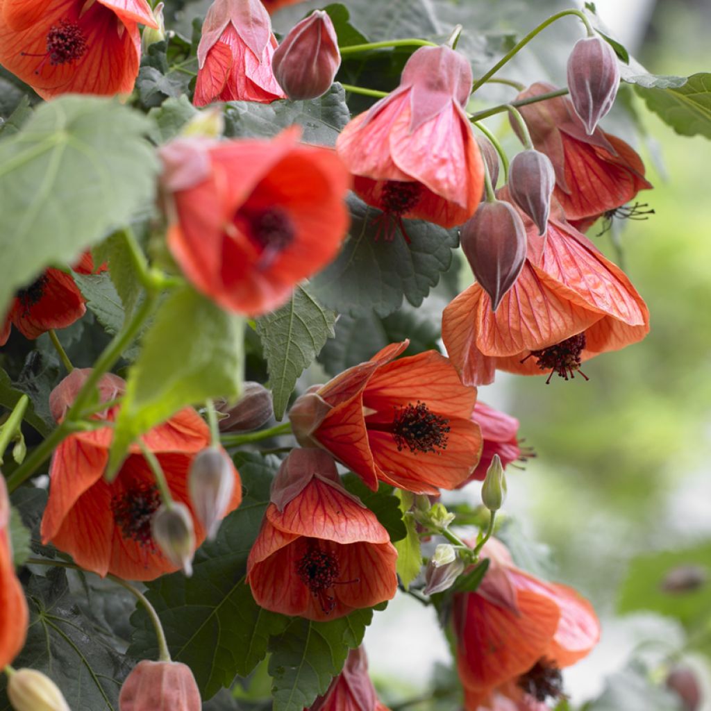 Vaahtera-aulio Red Trumpet