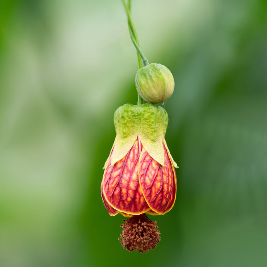 Kirjoaulio Redvein