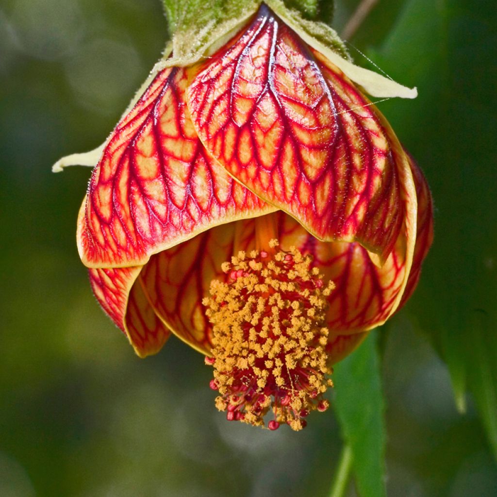 Kirjoaulio Redvein