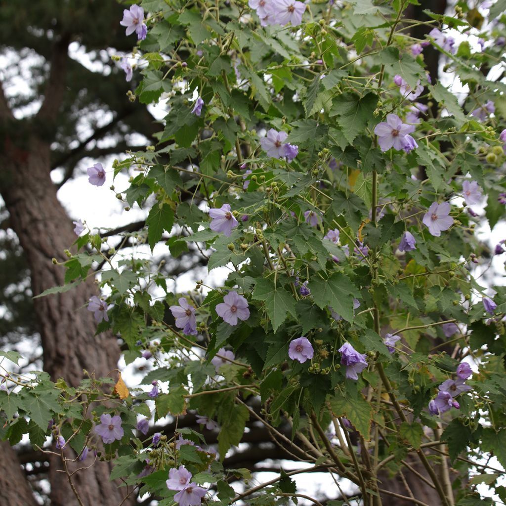 Nukka-aulio - Abutilon vitifolium