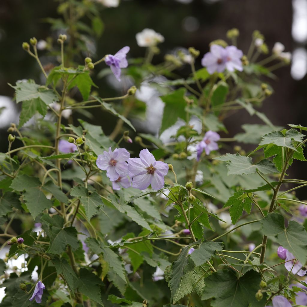 Nukka-aulio - Abutilon vitifolium