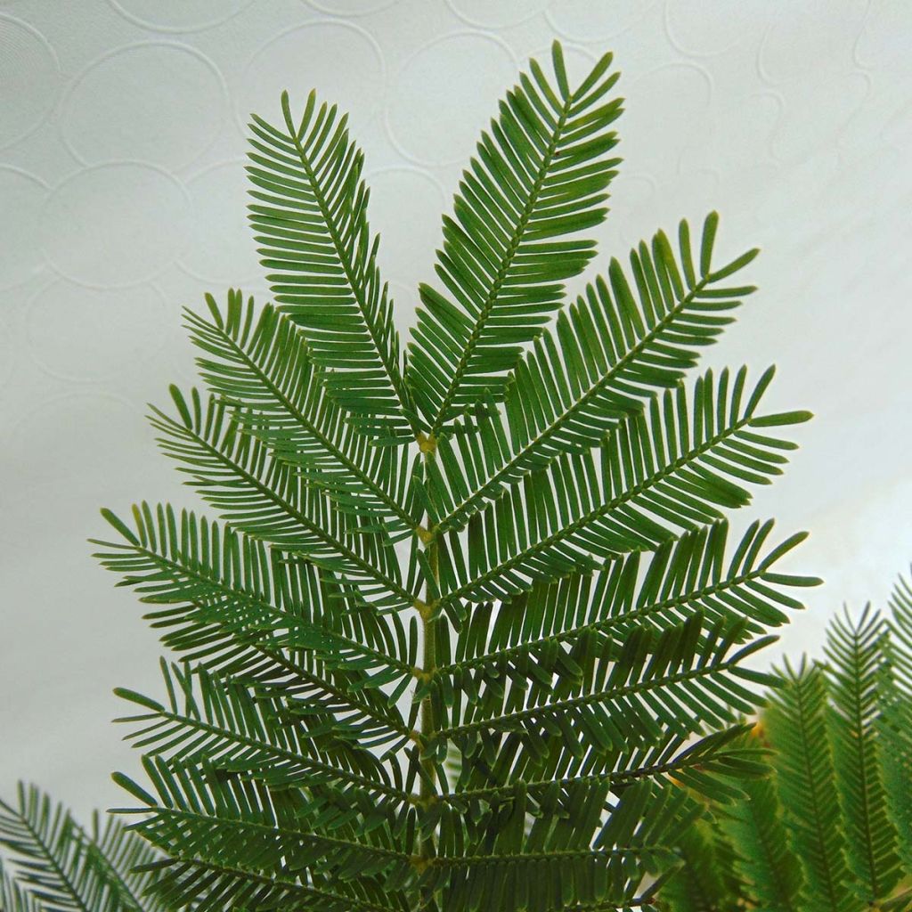 Hopea-akaasia Gaulois Astier
