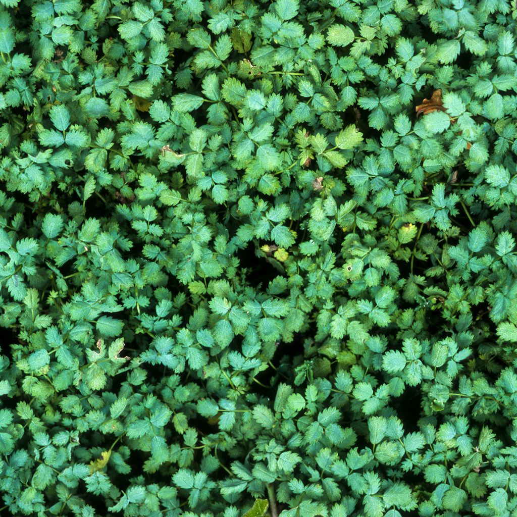 Siniakeena - Acaena buchananii
