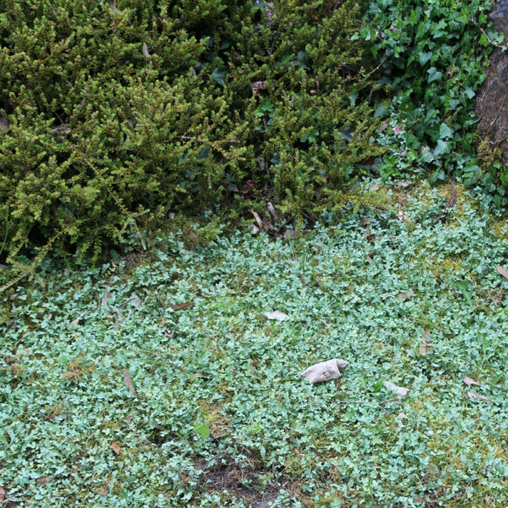Siniakeena - Acaena buchananii