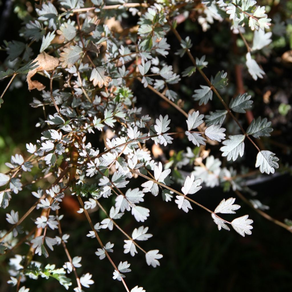 Maorinakeena Blue Haze