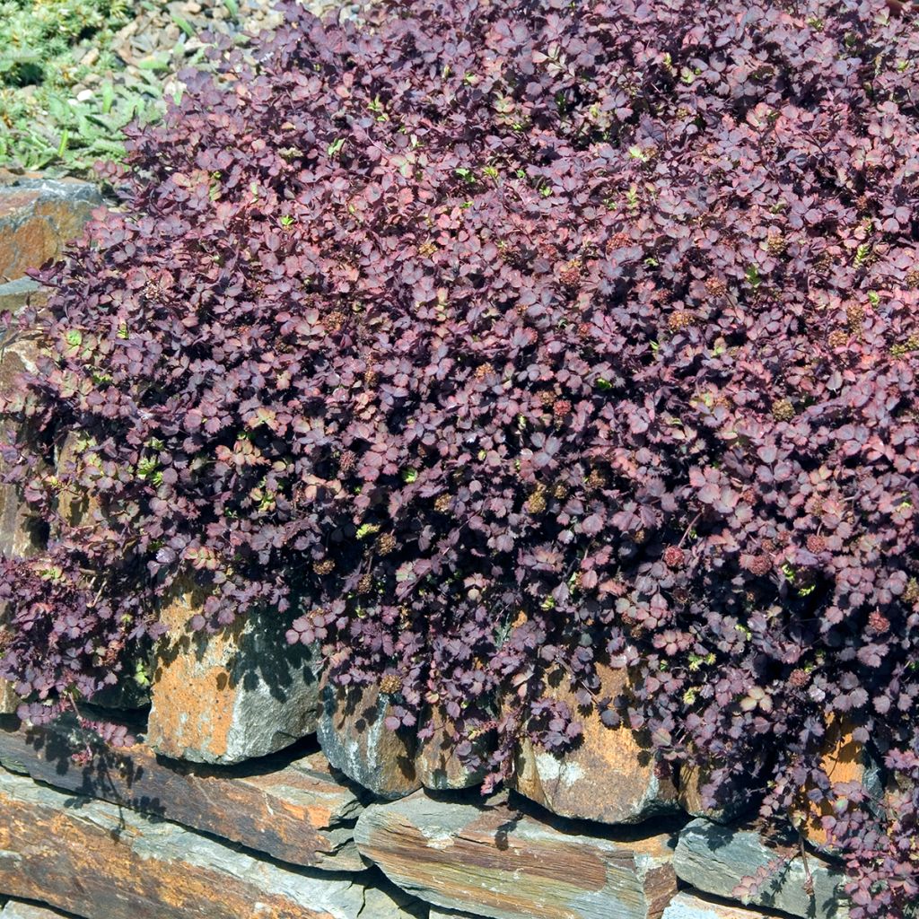 Akeena Purpurea