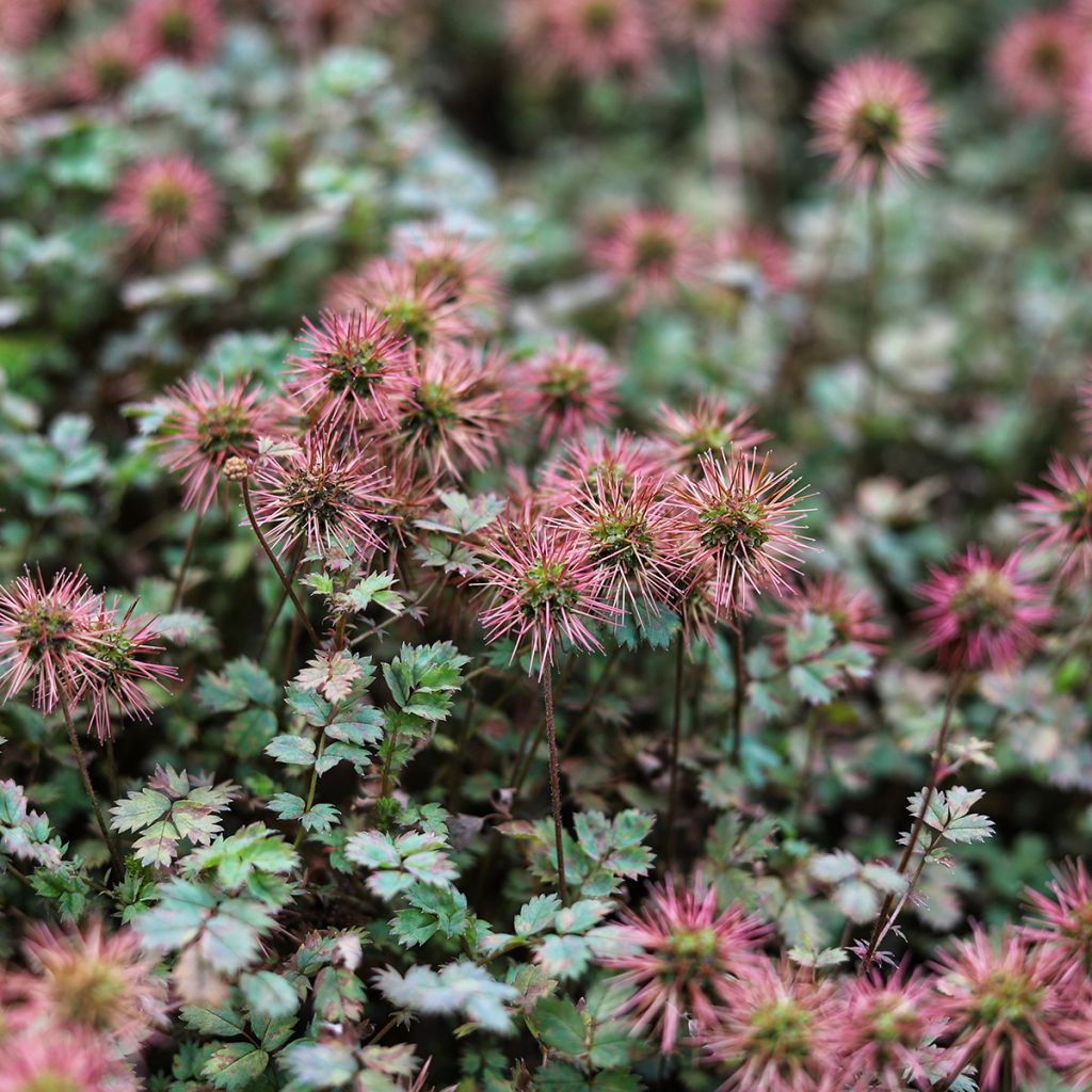 Akeena Purpurea