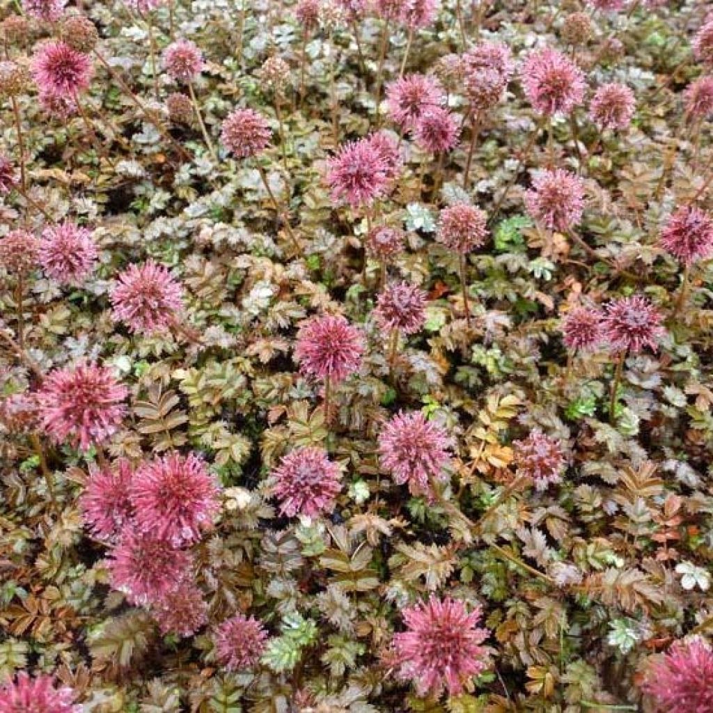 Lampourde à petites feuilles Kupferteppich