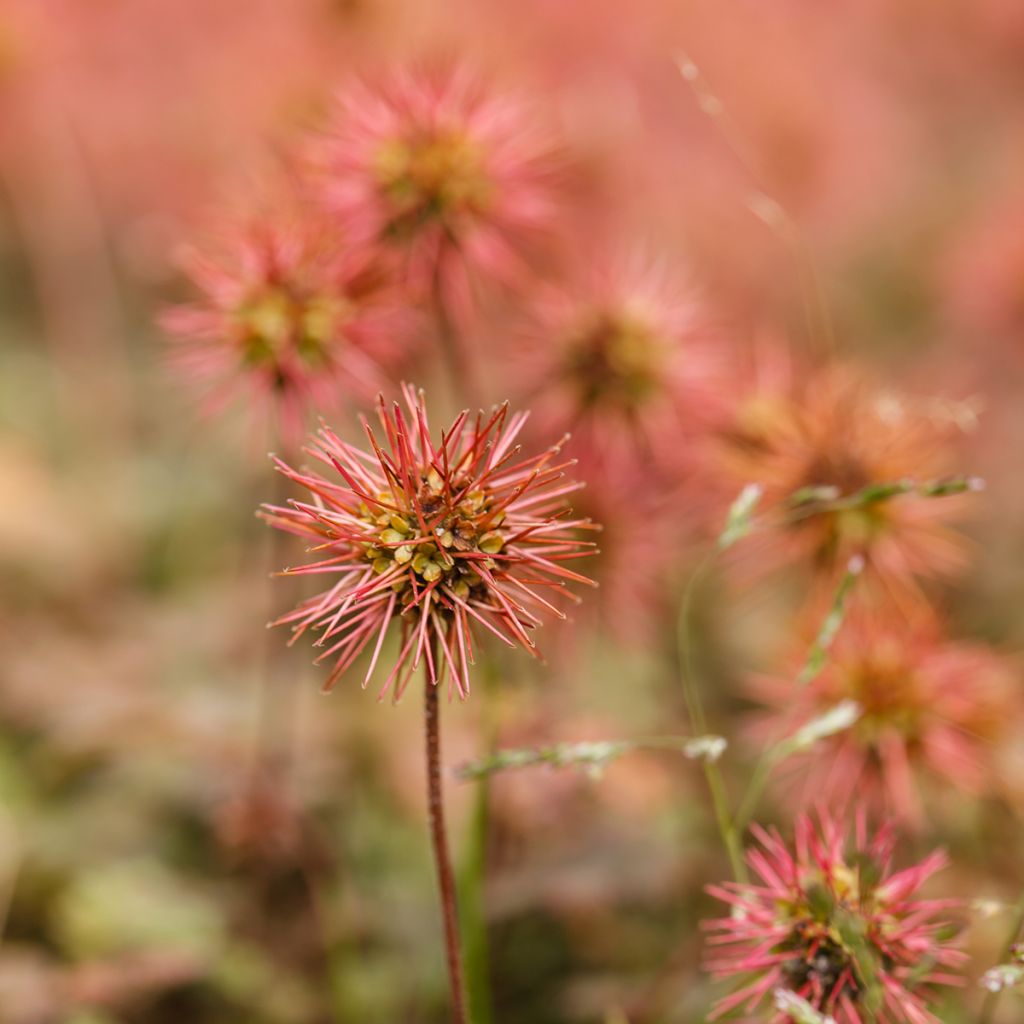 Ruskoakeena - Acaena microphylla