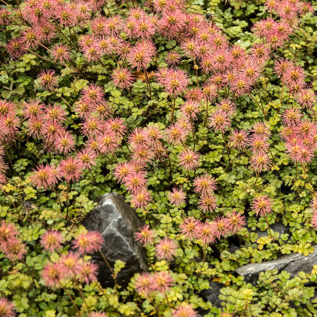 Ruskoakeena - Acaena microphylla