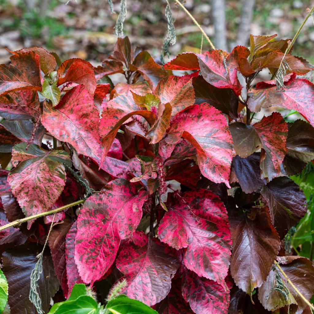 Kissanhännä - Acalypha godseffiana