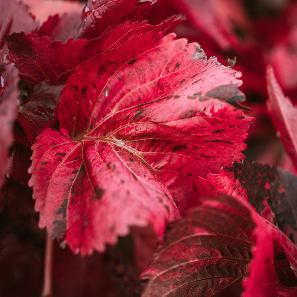 Kissanhännä - Acalypha godseffiana