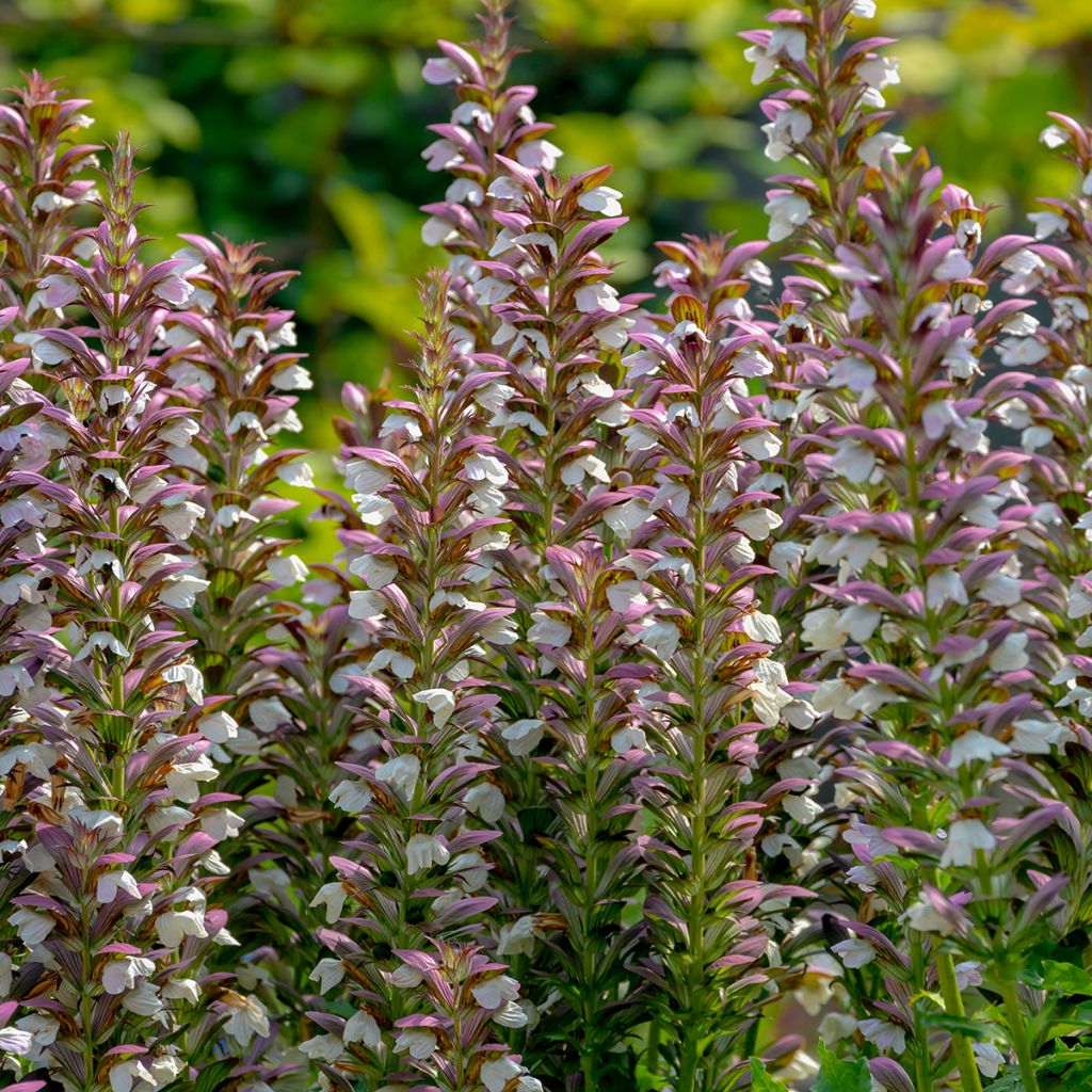 Piikkiakantti - Acanthus spinosus