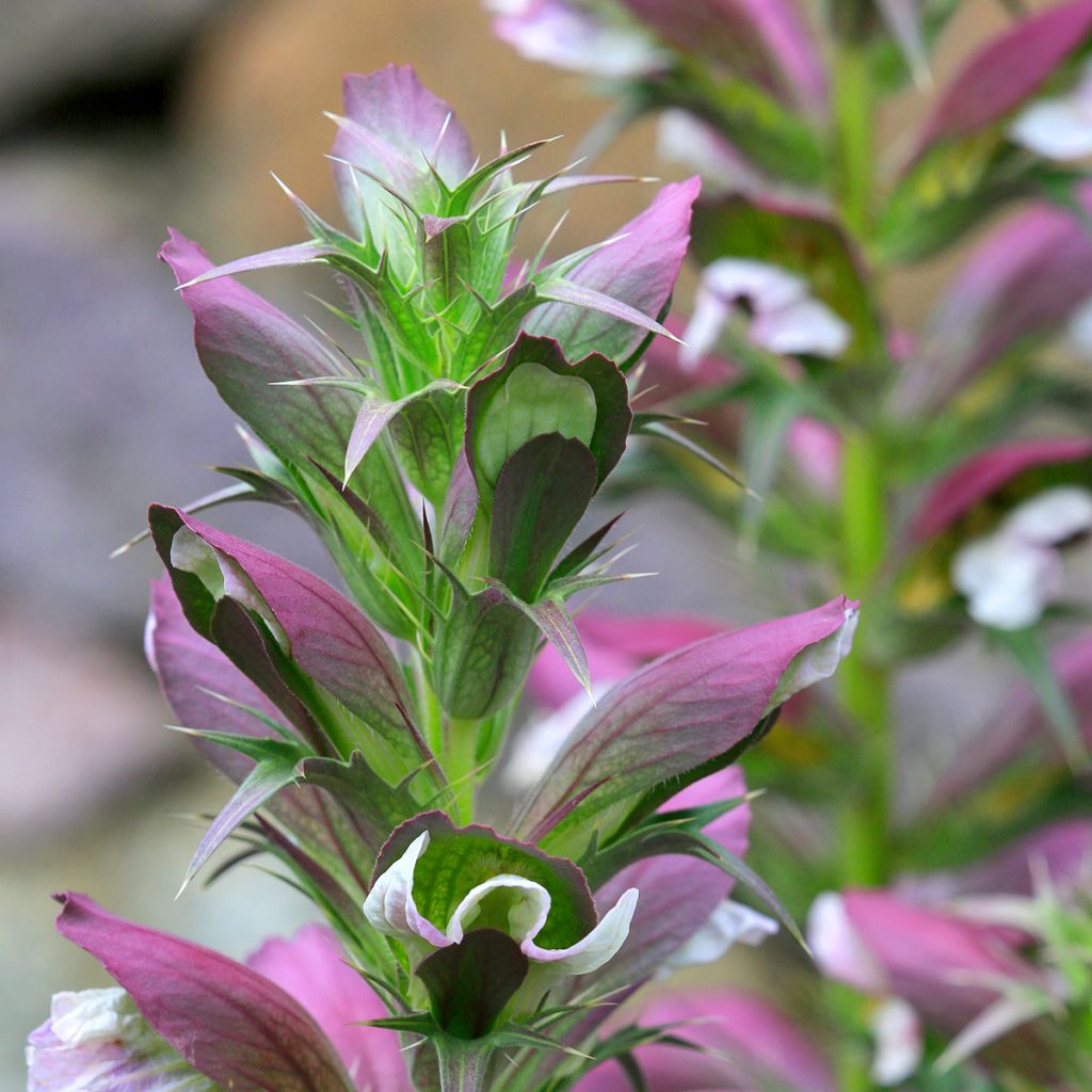 Piikkiakantti - Acanthus spinosus