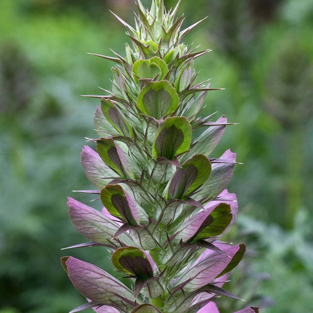 Piikkiakantti - Acanthus spinosus