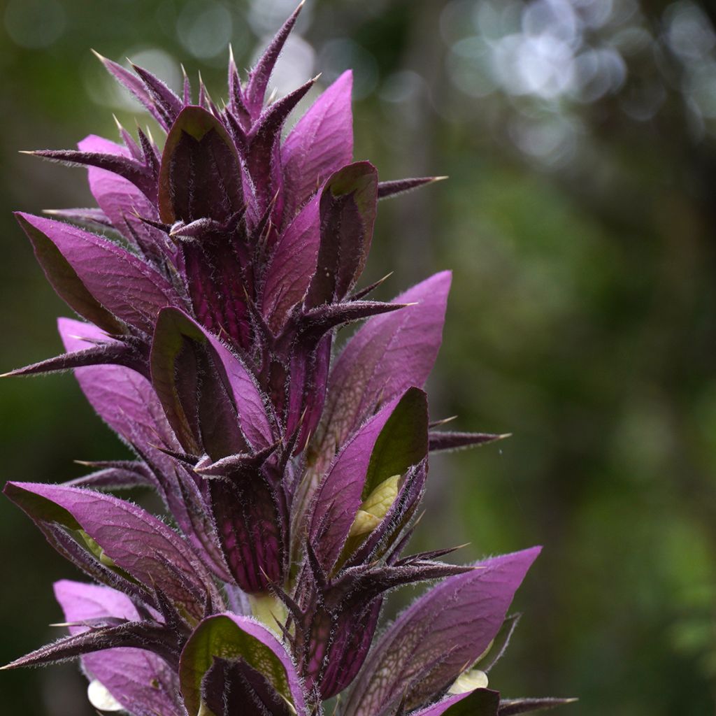 Piikkiakantti - Acanthus spinosus