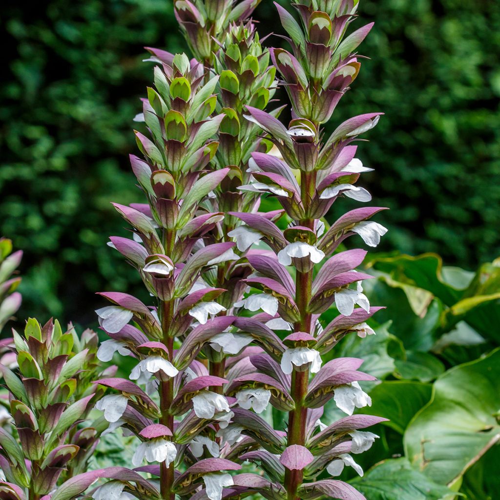Piikkiakantti - Acanthus spinosus