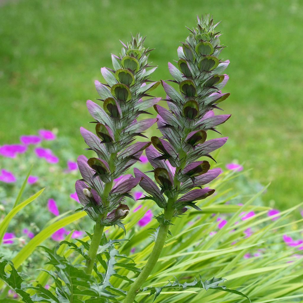 Piikkiakantti - Acanthus spinosus