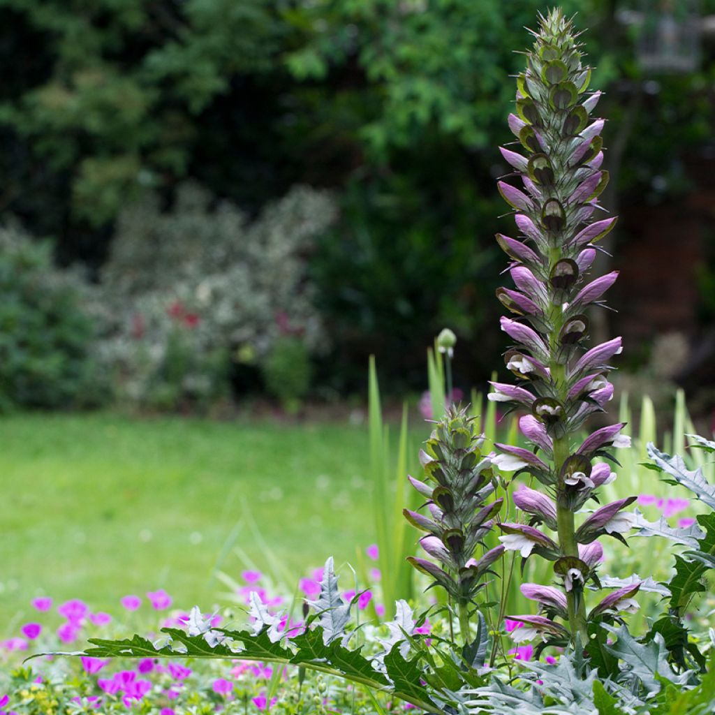 Piikkiakantti - Acanthus spinosus