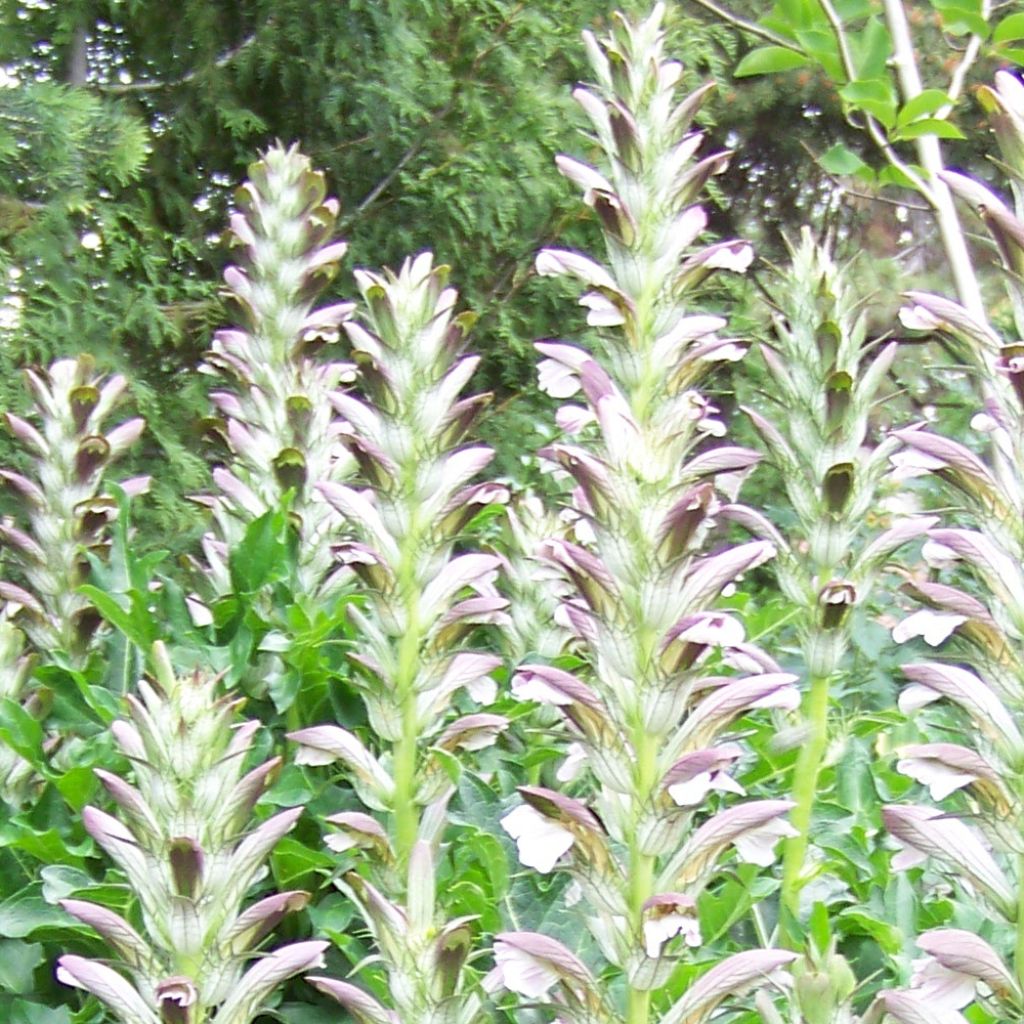 Balkaninakantti - Acanthus hungaricus
